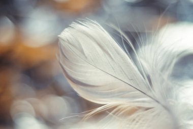 Tasarım dokusu için güzel gri kuş tüyü desenli arkaplanı kapat. Makro fotoğrafçılık görünümü. 