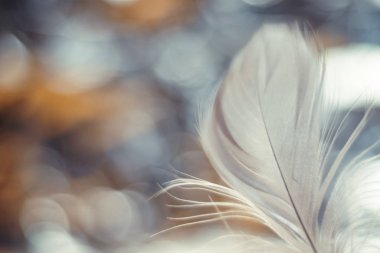 Tasarım dokusu için güzel gri kuş tüyü desenli arkaplanı kapat. Makro fotoğrafçılık görünümü. 