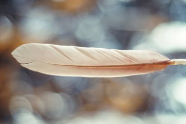 Tasarım dokusu için güzel pembe kuş tüyü desenli arkaplanı kapat. Makro fotoğrafçılık görünümü. 