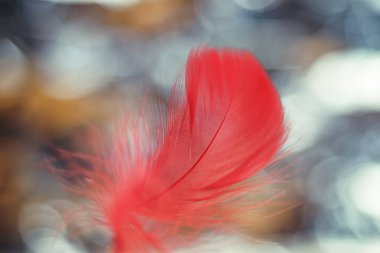 Tasarım dokusu için Güzel Kırmızı Kuş tüyü desenli arkaplanı kapat. Makro fotoğrafçılık görünümü. 