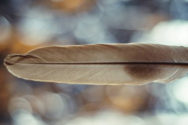 Tasarım dokusu için Güzel kahverengi kuş tüyü desenli arkaplanı kapat. Makro fotoğrafçılık görünümü. 