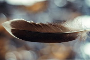 Tasarım dokusu için Güzel Ördek Kuş tüyü desenli arka planı kapatın. Makro fotoğrafçılık görünümü. 