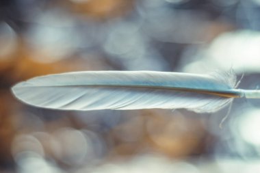 Tasarım dokusu için Güzel Mavi Kuş tüyü desenli arkaplanı kapat. Makro fotoğrafçılık görünümü. 