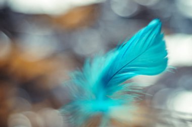 Tasarım dokusu için Güzel Mavi Kuş tüyü desenli arkaplanı kapat. Makro fotoğrafçılık görünümü. 