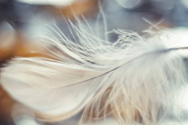 Close Beautiful Gray Bird Feather Pattern Background Design Texture Macro — Stock Photo, Image