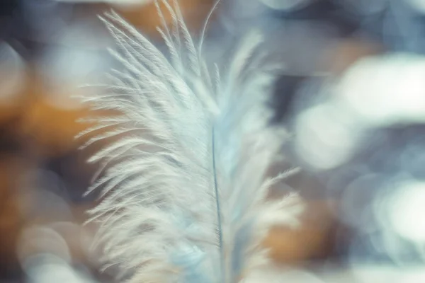 Close Mooie Blauwe Bird Feather Patroon Achtergrond Voor Design Textuur — Stockfoto