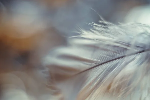 Gros Plan Beau Fond Gris Motif Plume Oiseau Pour Une — Photo