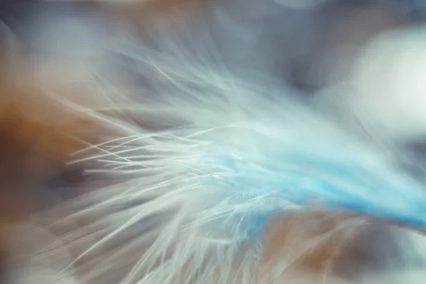 Close Beautiful Blue Bird Feather Pattern Background Design Texture Macro — Stock Photo, Image