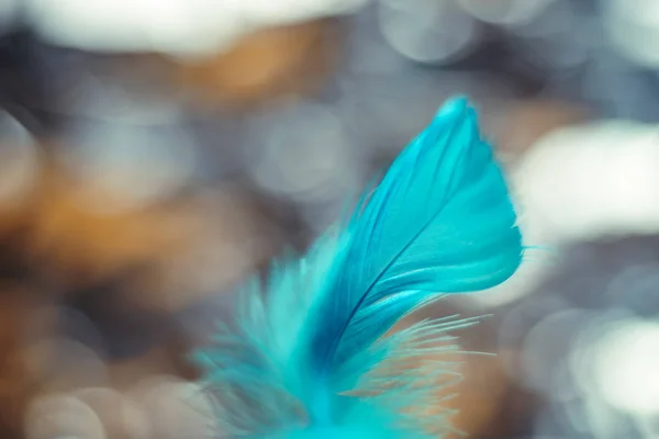 Close Beautiful Blue Bird Feather Pattern Background Design Texture Macro — Stock Photo, Image