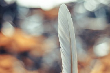 Güzel bir mavi kuş tüyünü bir bokeh 'e yakın tut. Tasarım dokusu için şablon arkaplanı.  