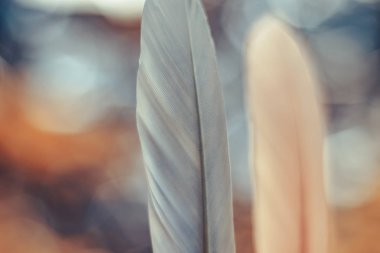 Bokeh arka plandaki iki güzel kuş tüyünü kapat. Tasarım dokusu için şablon arkaplanı.  