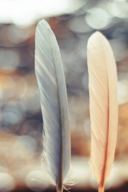 Bokeh arka plandaki iki güzel kuş tüyünü kapat. Tasarım dokusu için şablon arkaplanı.  