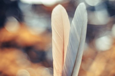 Bokeh arka plandaki iki güzel kuş tüyünü kapat. Tasarım dokusu için şablon arkaplanı.  