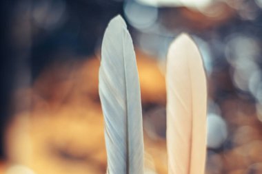 Bokeh arka plandaki iki güzel kuş tüyünü kapat. Tasarım dokusu için şablon arkaplanı.  