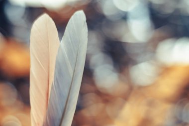 Bokeh arka plandaki iki güzel kuş tüyünü kapat. Tasarım dokusu için şablon arkaplanı.  