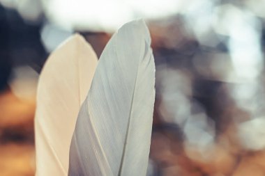 Bokeh arka plandaki iki güzel kuş tüyünü kapat. Tasarım dokusu için şablon arka planı. Makro görünüm fotoğrafçılığı