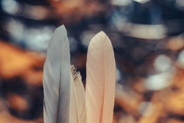 Bokeh arka planda güzel kuş tüyü. Tasarım dokusu için şablon arkaplanı.  