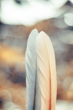 Bokeh arka plandaki iki güzel kuş tüyünü kapat. Tasarım dokusu için şablon arkaplanı.  