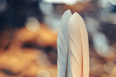 Bokeh arka plandaki iki güzel kuş tüyünü kapat. Tasarım dokusu için şablon arkaplanı.  