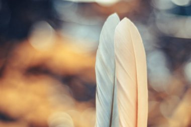 Bokeh arka plandaki iki güzel kuş tüyünü kapat. Tasarım dokusu için şablon arkaplanı.  