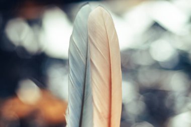 Bokeh arka plandaki iki güzel kuş tüyünü kapat. Tasarım dokusu için şablon arka planı. Makro görünüm fotoğrafçılığı