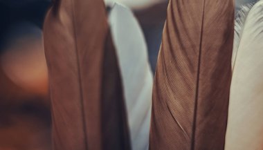 Güzel Kuş tüyünü arka planda kapat. Tasarım dokusu için şablon arka planı. Makro görünüm fotoğrafçılığı