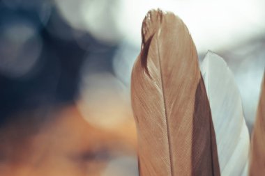 Güzel Kuş tüyünü arka planda kapat. Tasarım dokusu için şablon arka planı. Makro görünüm fotoğrafçılığı