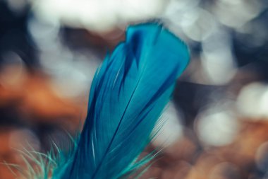 Tasarım dokusu için bir bokeh arkaplan üzerindeki Güzel Mavi Kuş tüyü desenini kapat. 