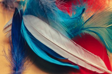 Tasarım dokusu için güzel çok renkli kuş tüyü desenli arkaplanı kapat.  