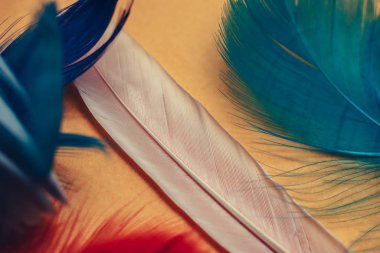 Tasarım dokusu için güzel çok renkli kuş tüyü desenli arkaplanı kapat.  