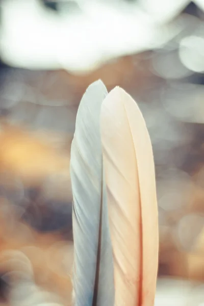 Cerrar Hermosa Pluma Dos Pájaros Sobre Fondo Bokeh Fondo Del —  Fotos de Stock