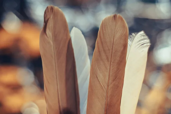 Bokeh Arka Planda Güzel Kuş Tüyü Tasarım Dokusu Için Şablon — Stok fotoğraf