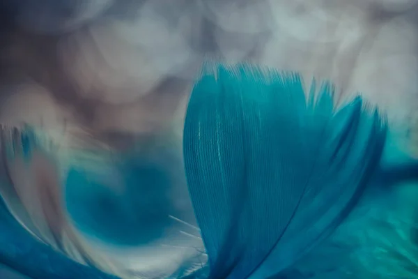 Close Hermoso Patrón Plumas Pájaro Azul Sobre Fondo Bokeh Para —  Fotos de Stock