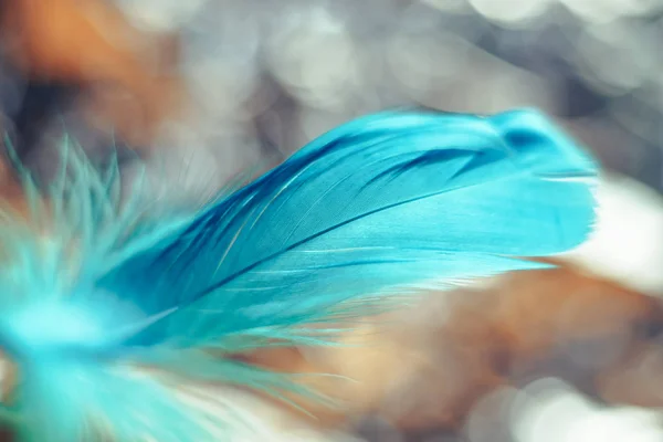 Close Beautiful Blue Bird Feather Pattern Bokeh Background Design Texture — Stock Photo, Image