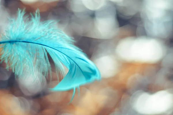 Tasarım Dokusu Için Bir Bokeh Arkaplan Üzerindeki Güzel Mavi Kuş — Stok fotoğraf