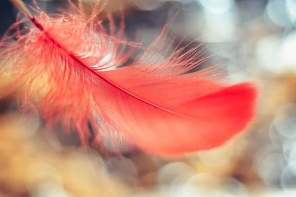 Güzel Kırmızı Kuş Tüyünü Bir Bokeh Yakın Tut Tasarım Dokusu — Stok fotoğraf