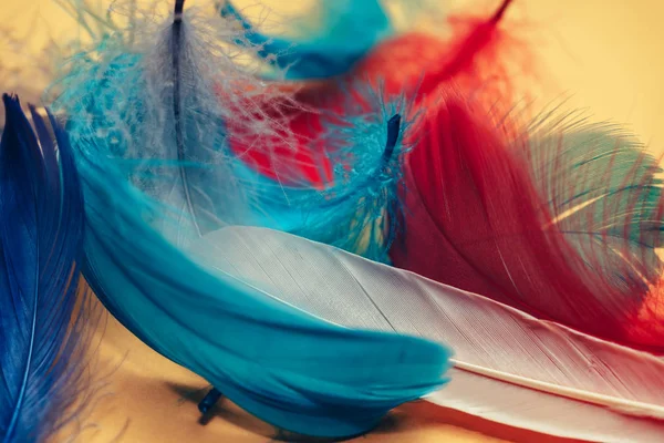 Tasarım dokusu için güzel çok renkli kuş tüyü desenli arkaplanı kapat.  