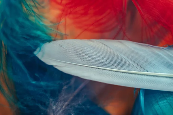 Tasarım Dokusu Için Güzel Çok Renkli Kuş Tüyü Desenli Arkaplanı — Stok fotoğraf