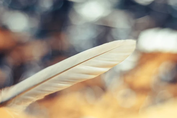 Bokeh Arka Plandaki Güzel Kuş Tüyünü Kapat Tasarım Dokusu Için — Stok fotoğraf