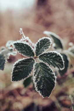 Tasarım için bulanık doğa arkaplanındaki güzel soğuk yaprakları kapat. 