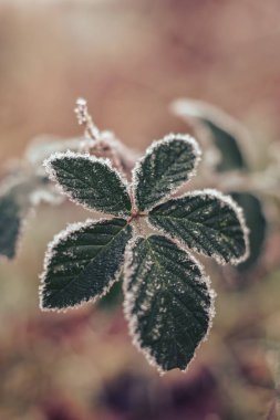 Tasarım için bulanık doğa arkaplanındaki güzel soğuk yaprakları kapat. 