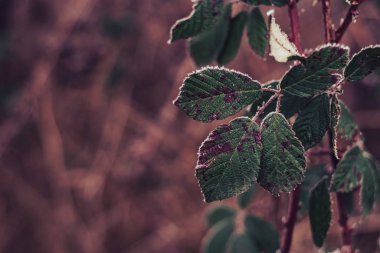 Tasarım için bulanık doğa arkaplanındaki güzel soğuk yaprakları kapat. 