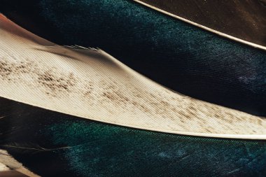 Tasarım dokusu için Güzel Kuş tüyü desenli arkaplanı kapat. Makro fotoğrafçılık görünümü. 