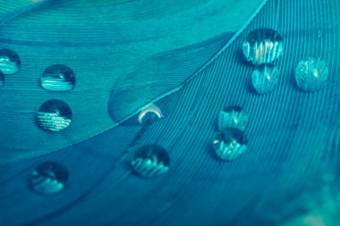 Tasarım dokusu için Güzel Mavi Kuş tüyü ve su damlası deseni arkaplanı kapatın. Makro fotoğrafçılık görünümü. 