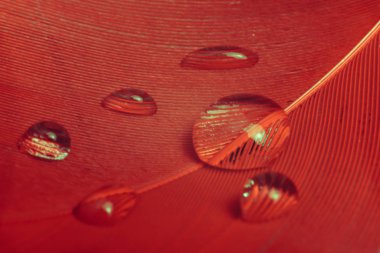 Tasarım dokusu için Güzel Kırmızı Kuş tüyü ve su damlası deseni arkaplanı kapatın. Makro fotoğrafçılık görünümü. 