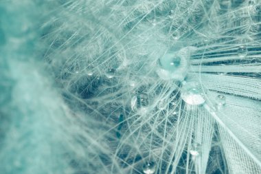 Tasarım dokusu için Güzel Aquamarine Kuş tüyü desenli arkaplanı kapat. Makro fotoğrafçılık görünümü. 