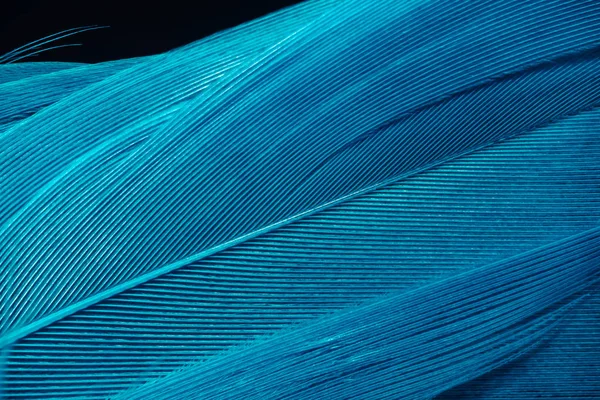 Piękne Niebieskie Trendy Pióro Wzór Tekstury Tła Widok Makro Fotografii — Zdjęcie stockowe