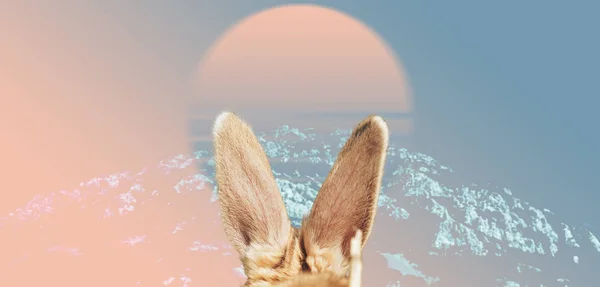 Сюрреалистические Уши Кролика Горном Коллаже Современные Цвета Настроение — стоковое фото