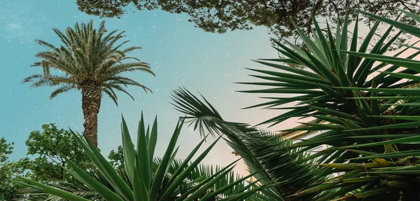 Güzel Soyut Gerçeküstü Palmiye Ağacı Kolajı Konsepti Çağdaş Renkler Ruh — Stok fotoğraf