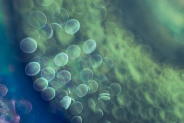 Güzel soyut renkli Bokeh. Tasarım için arkaplan deseni. 